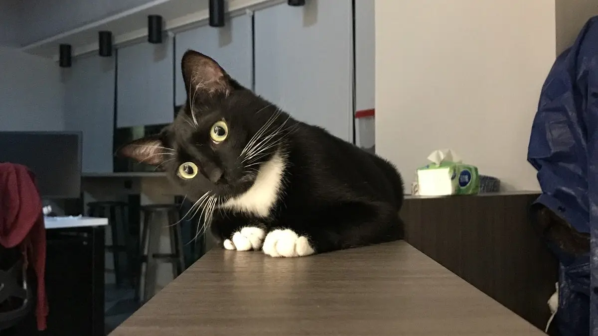 CSS： calc() 數值運算