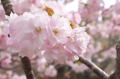 Hanami - 軌道外的風景