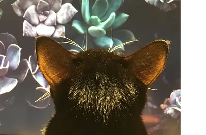 我的 Chrome 會說話